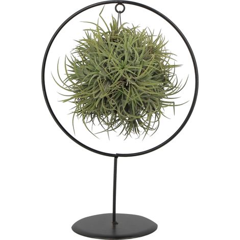 Tillandsia Ionantha con Struttura Inclusa, Altezza 35 cm (1/4)
