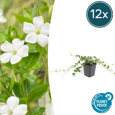 Lot de 12 Vinca minor 'Alba' Pervenche Blanche Plante Couvre-sol Ø 9 cm H 10-25 cm - PANGIVO (1/5)