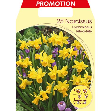 BULBI AUTUNNALI NARCISO CYCLAMINEUS TETE A TETE CONFEZIONE DA 25 BULBI BULBS BULBES