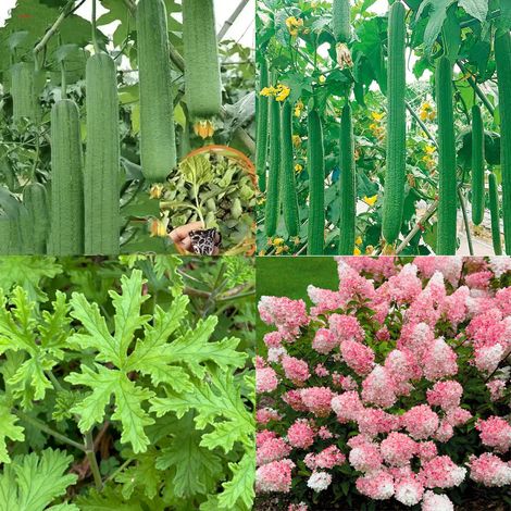 500 rosa Hortensiensamen + 700 Luffasamen + 1000 Citronellasamen, eine natürliche, mückenabweisende Pflanze, resistent