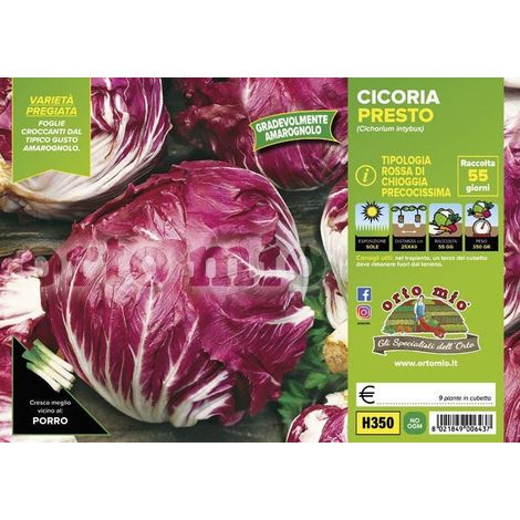 ORTO MIO Cicoria Rossa di Chioggia Precoce var. Presto (1/2)