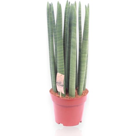 Gardenaria Sansevieria cylindrica 'Straight' - Pianta da interno ornamentale - Altezza: 35 cm (vaso 12) (1/5)