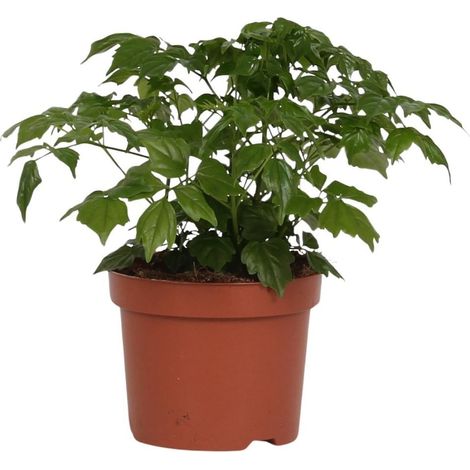 Rademachera Sinica Plante Ornementale à Branches Élégantes H 27 cm Pot Ø 12 cm - PANGIVO (1/4)