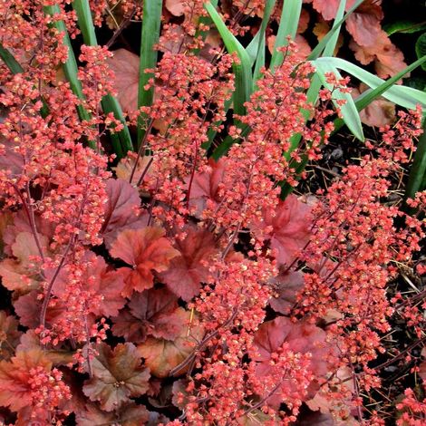 4 x Heuchère  - Heuchera hybrida 'Cherry Cola'®  - godet 9x9 cm