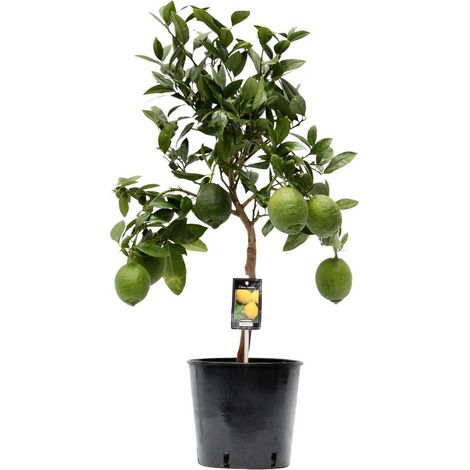 Citrus Lemon Plante d’Intérieur Arbuste Fruiter Décoratif Feuillage Vert Pot 22 cm Hauteur 80 cm - PANGIVO (1/4)