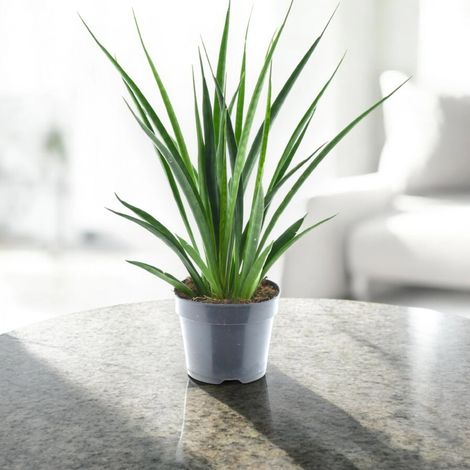 Gardenaria Sansevieria 'Kirkii friends' - Pianta da interno ornamentale - Altezza: 40 cm (vaso 12) (1/5)