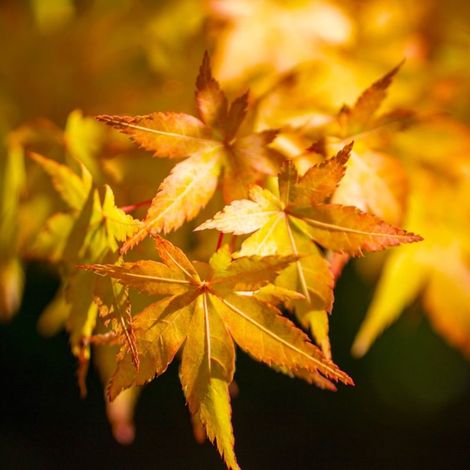 Pépinières Naudet – Érable du Japon 'Orange Dream' – Arbuste caduc 3-5m – Feuillage rouge et jaune – Rustique jusqu'à -15°C – Exposition soleil ou ombre (1/3)