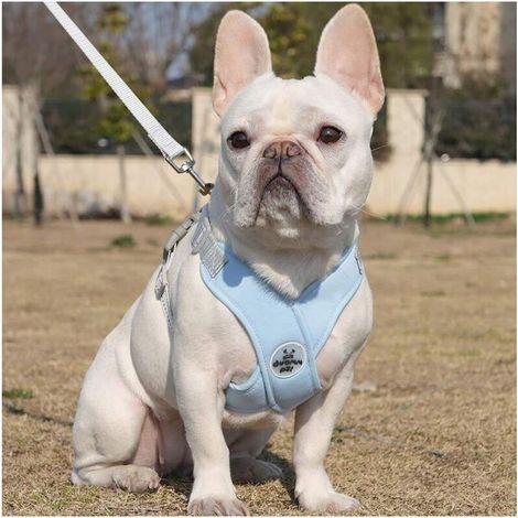 Harnais pour chien de petite et moyenne taille avec laisse, harnais réfléchissant réglable, harnais rembourré anti-fuite pour chiot, adapté à la marche et à la course, 1 paquet
