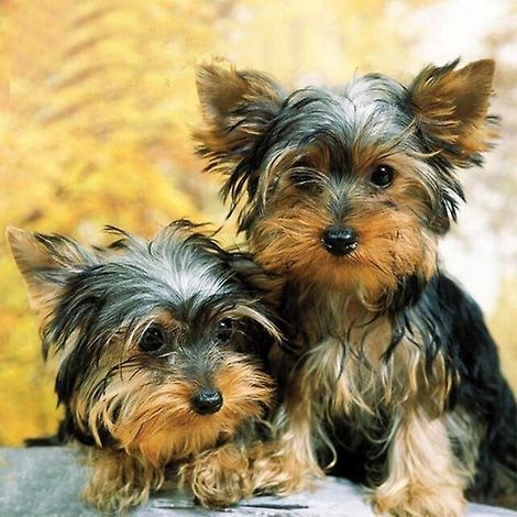 30 X 40 Cm ,deux Chiots Diamond Painting Broderie Diamant Peinture Canevas 5d Tableau Enfant Adulte Strass Lot Puzzle Dessin Decoration Murale Ch (1/5)