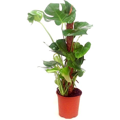 Planta Natural de Monstera Tutor en Maceta M19