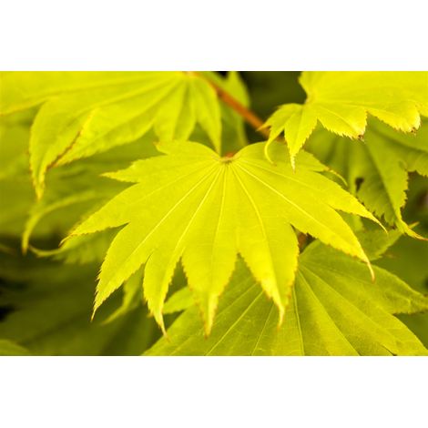 Japanischer Goldahorn 'Aureum' Acer shirasawanum 'Aureum' C 6 25-30 (1/5)