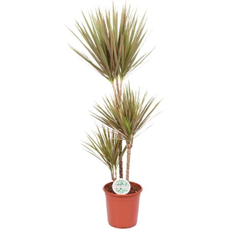 Dragonnier Dracaena Bicolor Plante d'Intérieur Décorative Vert et Rouge Ø24 cm H115 cm - PANGIVO (1/4)