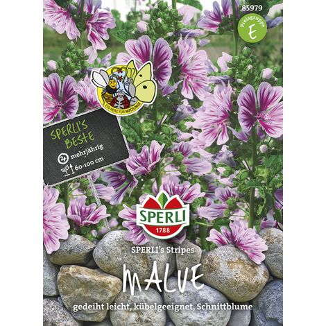 Sperli – Mauve sylvestre Sperli's Stripes – Graines de fleurs, vivace, hauteur env. 60-100 cm (1/2)