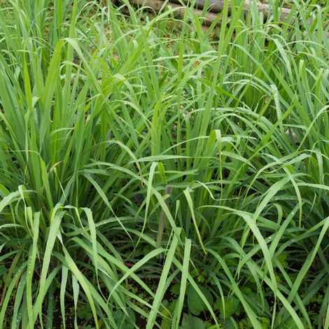 Plant citronnelle de Madagascar pot 1L – Plante aromatique tropicale – Parfum citronné – Excellente qualité – Production française