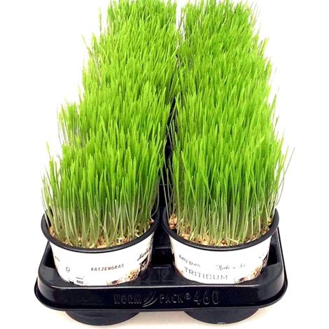 Pack de Plantas 8 Macetas de Hierba de Gato en Maceta M12