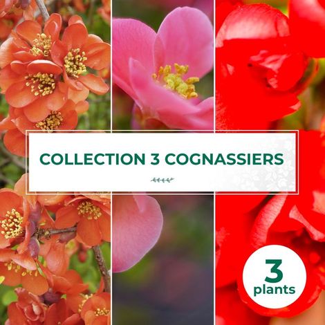 Collection de 3 Cognassiers (1/2)