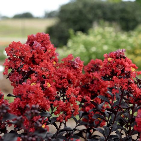 Lilas des indes Sunset Magic® 'PIILAG-IX', Lagerstroemia/Pot de 3L - Touffe