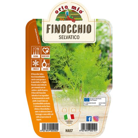 1 PIANTA DI FINOCCHIO SELVATICO VASO 14CM