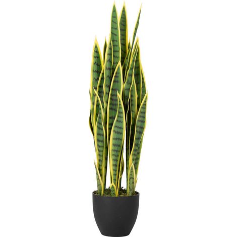 Sansewieria trifasciata Pflanze 25X25X85 cm (1/5)