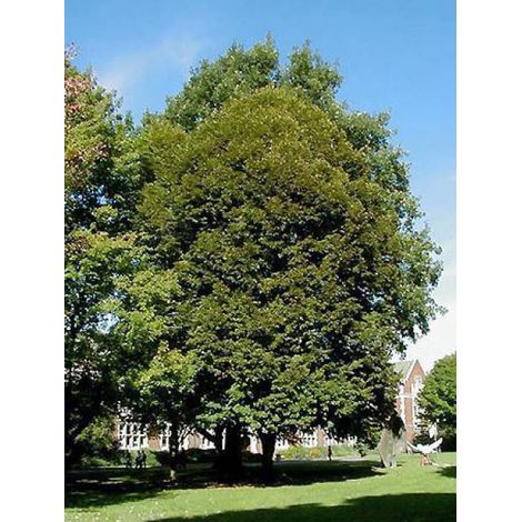 Tilleul à grandes feuilles, Tilleul de Hollande Pot de 7,5L/10L (1/2)