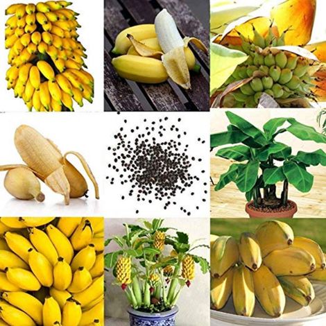 90 graines de bananier nain mini bonsaï, graines de fruits pour jardin d'intérieur