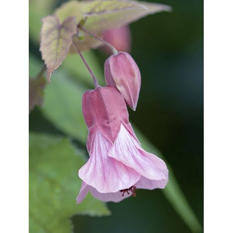 Abutilon 'Pink Charm' Pot de 3L/4L (1/2)