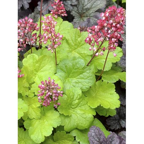 Heuchère 'Little Cuties Sweet Tart' Godet de 8/9 cm (1/4)