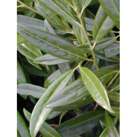 Laurier-Cerise, Laurier palme 'Zabeliana' Pot de 2L/3L