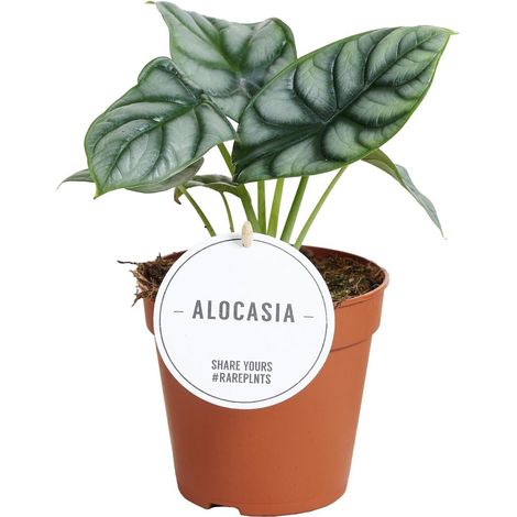 Alocasia Silver Dragon plante d’intérieur décorative feuillage argenté, pot 12 cm, hauteur env. 25 cm - PANGIVO