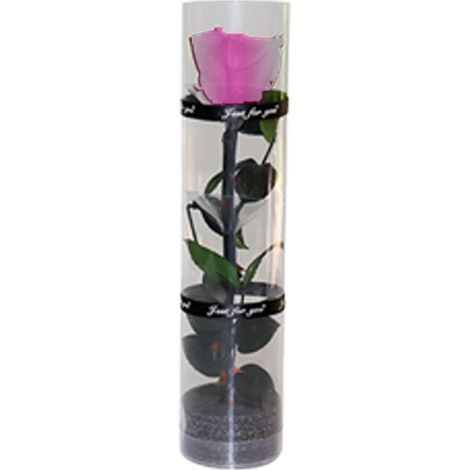 Rose Préservée - Rose Réelle Préservée Naturellement - Pour Décoration Intérieure ou Cadeau - 1 Pièce - Longueur 27 cm Diamètre 4,5 cm (1/5)