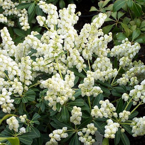 Andromède du Japon  - Pieris japonica 'Debutante'  - 20-30 cm pot