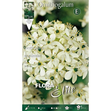 BULBI AUTUNNALI ORNITHOGALUM SAUNDERSIAE CONFEZIONE DA 3 BULBI BULBS BULBES