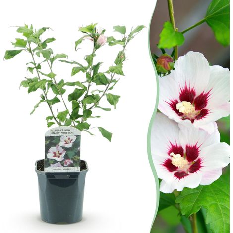 Hibiscus syriacus Hamabo - Arbuste d'Ornement Fleurs Rose Clair - Pot 17 cm - Hauteur 45 cm - PANGIVO (1/5)