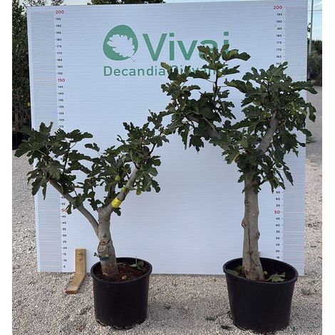 PIANTA di FICO in mastello 35 C.T. da 25 a 35 cm
