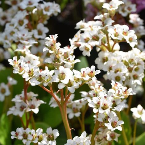 4 x Bergenia 'Bressingham White' - godet 9x9 cm (1/4)