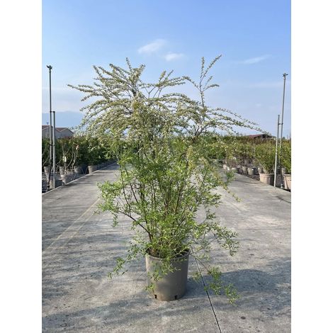 Gardenaria Spirea - Spiraea × cinerea 'Grefsheim' - Arbusto ornamentale da giardino - Altezza: 50/70 cm (vaso19) (1/5)