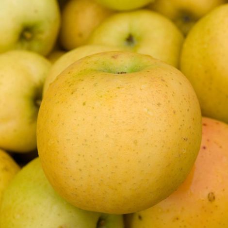 Pommier Belchard/Pot de 10L - Gobelet 2 ans - 120/150 cm (1/5)