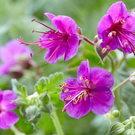 Géranium à grandes fleurs (Geranium macrorrhizum) - Variété Ingwersen - Vivaces - Attire les abeilles et les papillons - Parfumées - Bulbes d'été - Bulbes de printemps (1/3)