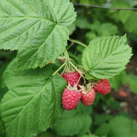 Framboisier Summer Chef/Pot de 2L