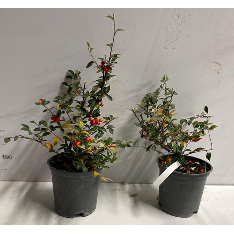 PIANTA DI COTONEASTER FLOCCOSUS VASO 16 CM  (foto reale)