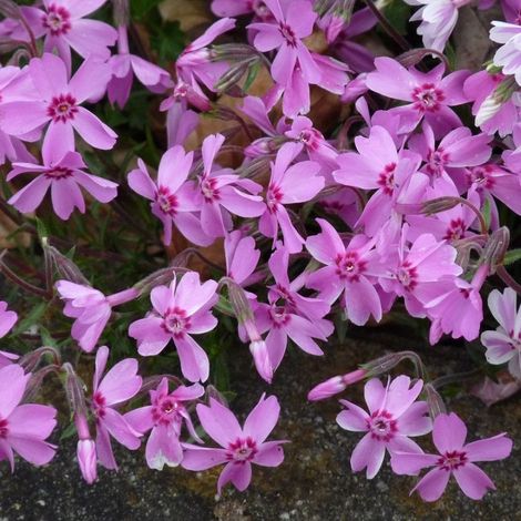4 x Phlox mousse  - Phlox subulata 'Moerheimii'  - godet 9x9 cm
