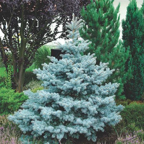 Abete Blu Argentato "Picea Pungens Kosteriana Hoopsii" in mastello h. 140/160 cm (1/5)