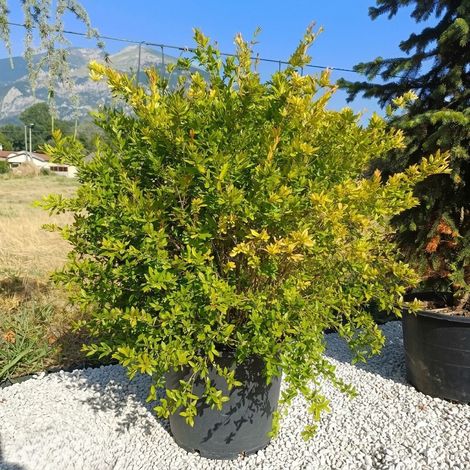 Melograno "Punica granatum" pianta da frutto a cespuglio in mastello ø55 (1/5)