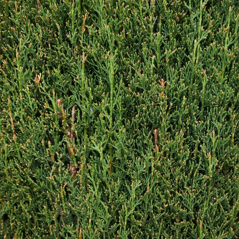 Cyprès de Provence Totem - Cupressus sempervirens Totem 80/100cm Pot 5L