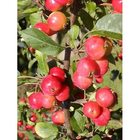 Pommier d'ornement 'Red Sentinel' Pot de 6L/7L