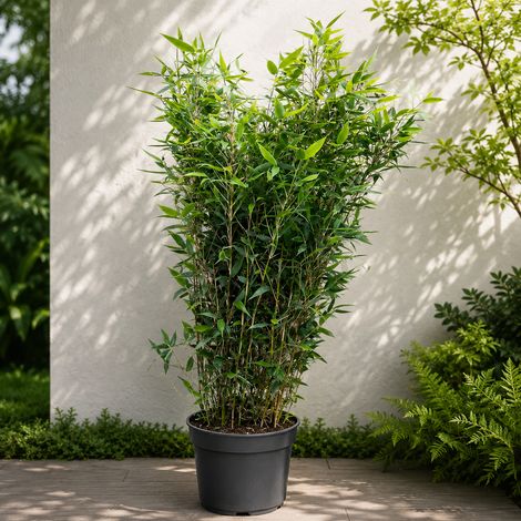 Gardenaria Fargesia Blue Lizard - Fargesia 'Blue Lizard' - Bambù ornamentale da esterno - Altezza: 50/80 cm (vaso18)