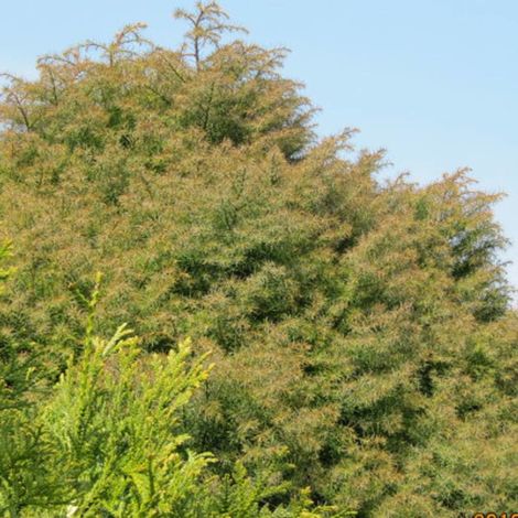 Cèdre du Japon Elegans, Cryptomeria/Pot de 10L - 80/120 cm