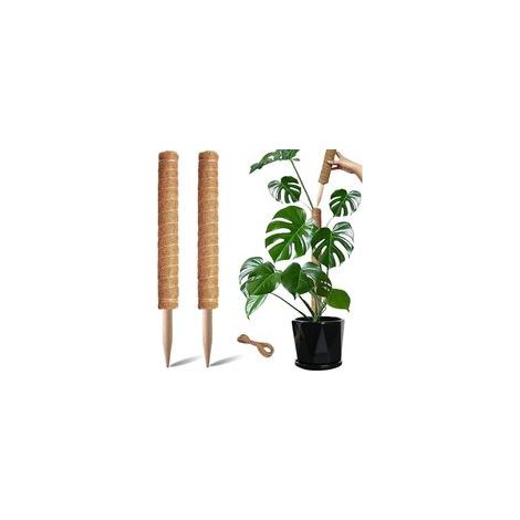 Lot de 2 supports pour plantes grimpantes Monstera (40 cm) empilables en fibre de coco en pot vert colza velours vert fibre de coco (1/4)