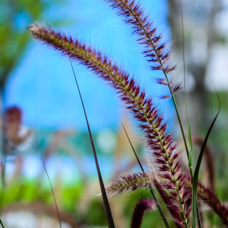 Herbe aux écouvillons Black Beauty' - Pennisetum alopecuroides Black Beauty' pot 3L (1/2)