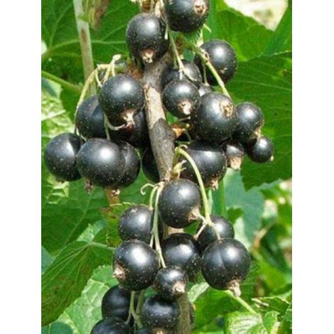Cassissier 'Wellington XXX' Pot de 1,5L/2L, Buisson (1/2)